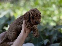 Mükemmel Renk Sağlık Garantili Toy Poodle