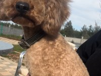 Yetişkin orjinal toy poodle erkek eğitimli