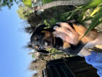 Harika Anatomi Doberman Yavrular
