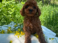 Erkek toy poodle bebekler