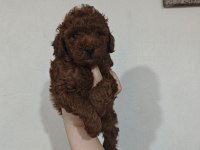 KENDİ KIZIMIN POODLE YAVRULARI