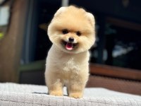 Yavru Pomeranian Boolarımız