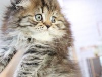 Muhteşem Scottish Fold Golden Tabby
