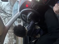 Sağlıklı Safkan Erkek Poodle Çiftleşme İçin Uygundur