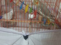 ALBİNO ERKEK GREY DİSİ SULTAN PAPAĞANLARI