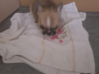 1 Aylık Erkek Orijinal Fransız Bulldogu (Yavru)