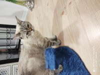 10 aylık dişi british shorthair