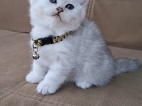 SCOTTİSH FOLD LONGHAİR A KALİTE KUSUR ANATOMİ