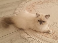 RAGDOLL DİŞİ BEŞ AYLIK