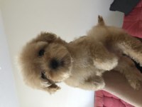 ÇOK ÖZEL MALTİPOO YAVRULARIMIZ
