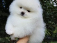 Pomeranian yavrular