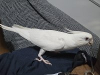 Albino kırmızı göz erkek ele alışık konuşan