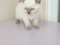 2 aylık dişi blue point british shorthair