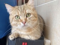 Yuvasını Arayan Güzellik British Shorthair