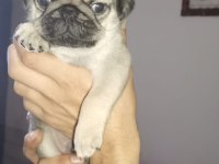 Pug Köpeğimiz İçin Ararsanız Sevinirim