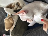 French bulldog dişi 5 aylık