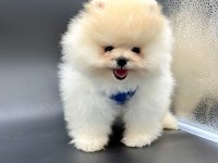 Safkan Pomeranian Boo Bebekler