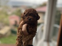 HARİKA DARK BROWN POODLE