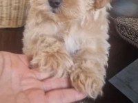 EV ÜRETİMİ MALTİPOO BEBEKLERİMİZ