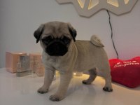 Tospik pug oyuncu dişi
