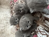 Yavrular 45 günlük kırık kulak scottish fold