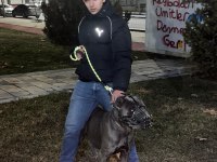 3 yaşında erkek cane corso evladımız