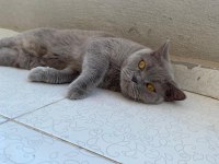 Damızlık british shorthair 3 yaşında