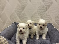 Maltese terrier yavrularımız yeni yuvalarını bekliyorlar