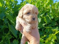 Maltipoo bebeklerim