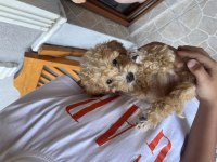 Dünya tatlısı apricot toy poodle