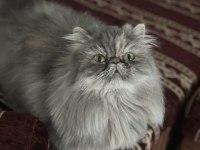 Nazlı güzel exotic kızım