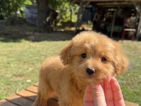 RED MALTİPO KIZIMIZ