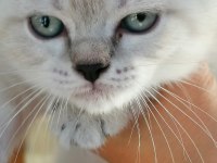 Sahibinden british blue point yavrular