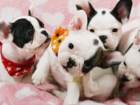 FRENCH BULLDOG YAVRULARI