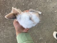 HOLLANDA LOP YAVRU TAVŞAN