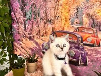 Uygun verilecek british shorthair yavrular