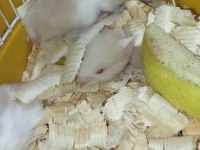 BEBEK TEDDY SYRİA HAMSTER