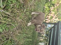 Prens ve prenses french bulldog