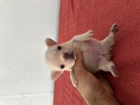 A KALİTE RENK RENK FRENCH BULLDOG