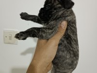 HAMBURGER SURAT PUG YAVRULARI