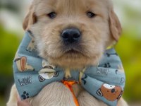 Golden Retriever Yavrularım