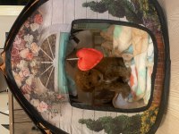 Anne baba belli toy poodle yavru