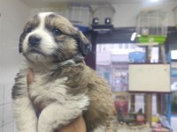 Rus finosu yavru köpeğimiz