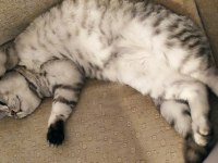 Aşıları tam ve kısırlaştırılmış british shorthair