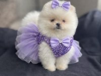 AYI SURAT POMERANİAN BOO YAVRULAR