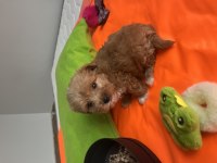 Poodle ayarında maltipoo yavrularımız
