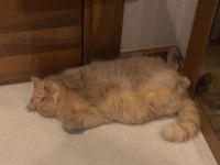 Exotic shorthair kediler