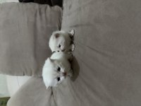 Bayram şeker kedilerim minik dostlarımız