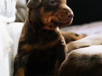 A kalite king doberman bebekler