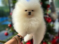 BEBEK YÜZLÜ KORE POODLE YAVRUMUZ